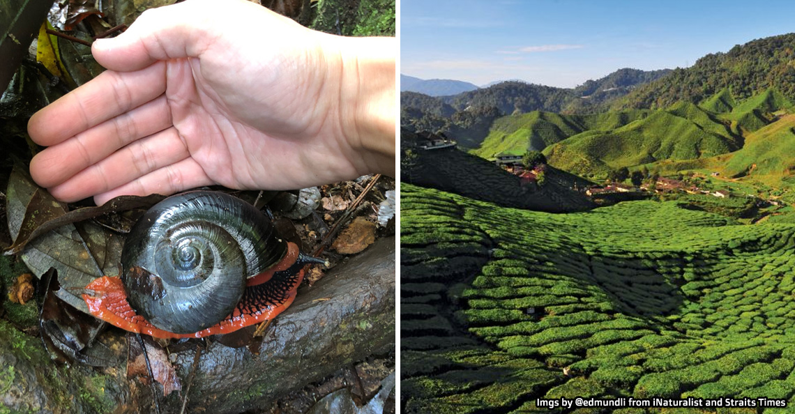 These ‘fire snails’ only live in one place around the world a mountain