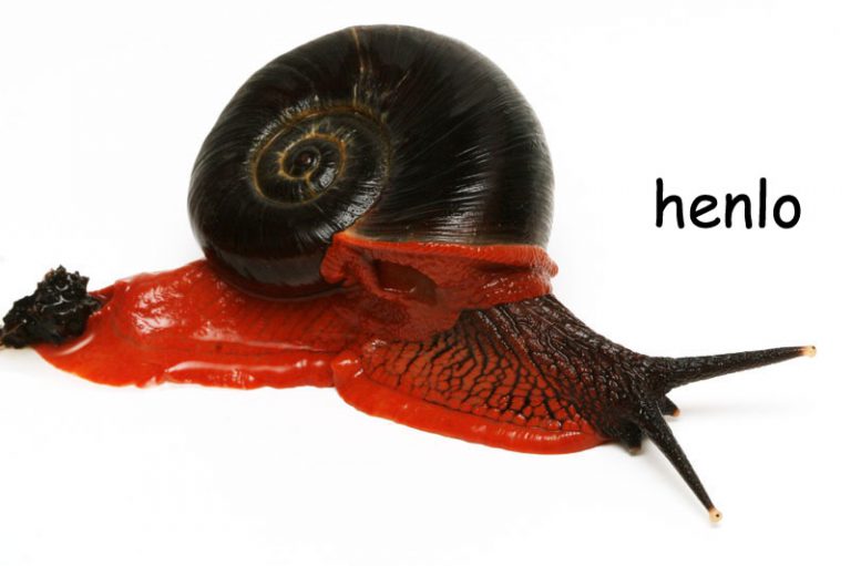 These ‘fire snails’ only live in one place around the world a mountain