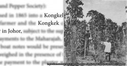 In the 1800s, Johor and Singapore implemented the… Kongkek System?