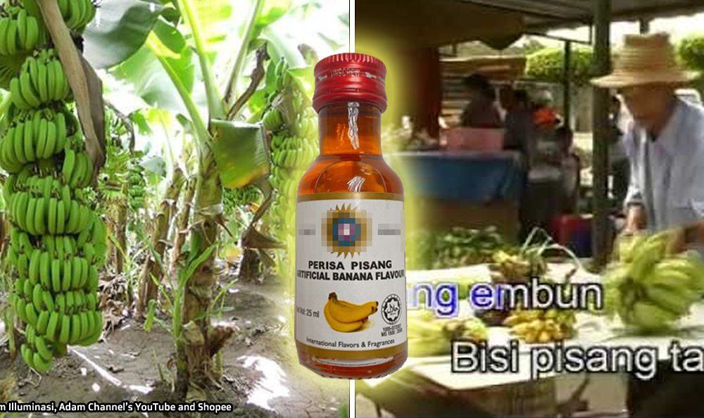Is this rare Malaysian banana the secret behind the world's banana flavoring? We investigate.