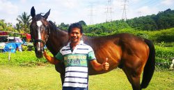 This Malaysian takes in horses that are no longer wanted, and he… “fixes” them.