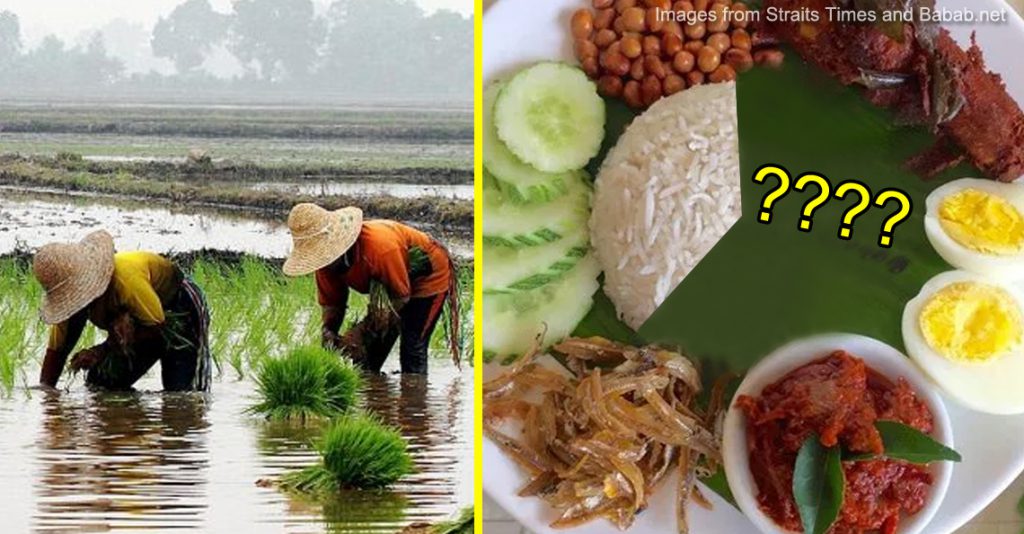 Will Malaysia Be Short Of Rice If Farmers Don T Plant Padi On Time We Find Out