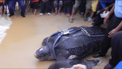 Cloning & sex changes: The bizarre extinction of Malaysian leatherback turtles