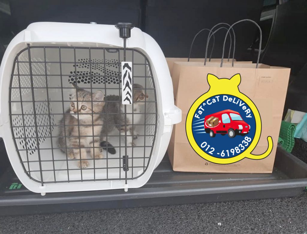 Malaysian pet taxi drivers tell us how they handle their 4legged