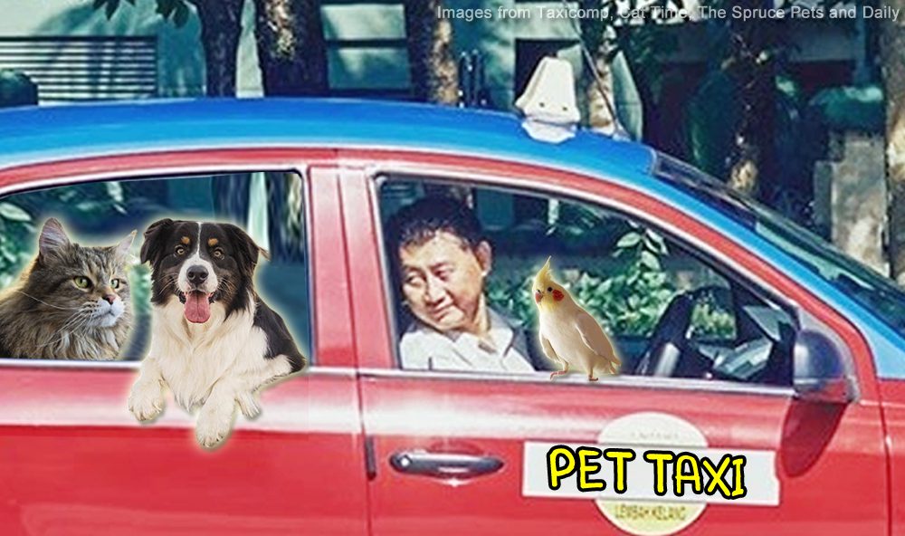 do taxis allow dogs