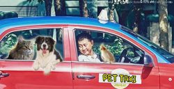 Malaysian pet taxi drivers tell us how they handle their 4-legged passengers