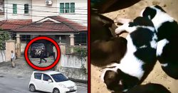Kuching family shares confusion and sorrow after authorities kill their dog & 6 puppies