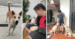 3 dogs that became Keluarga Malaysia during the MCO
