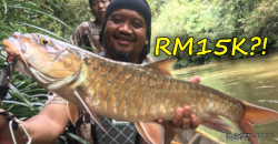 How did this RM15K Sabahan fish confuse scientists around the world?