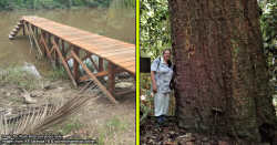 This tiny Sarawak jetty costs RM50k, but maybe because it’s made of this rare wood…