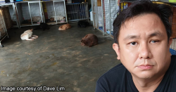 This near-blind man needs someone to help adopt his 18 dogs, before his tenancy expires