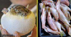 Some Msians are selling poisonous pufferfish under another name