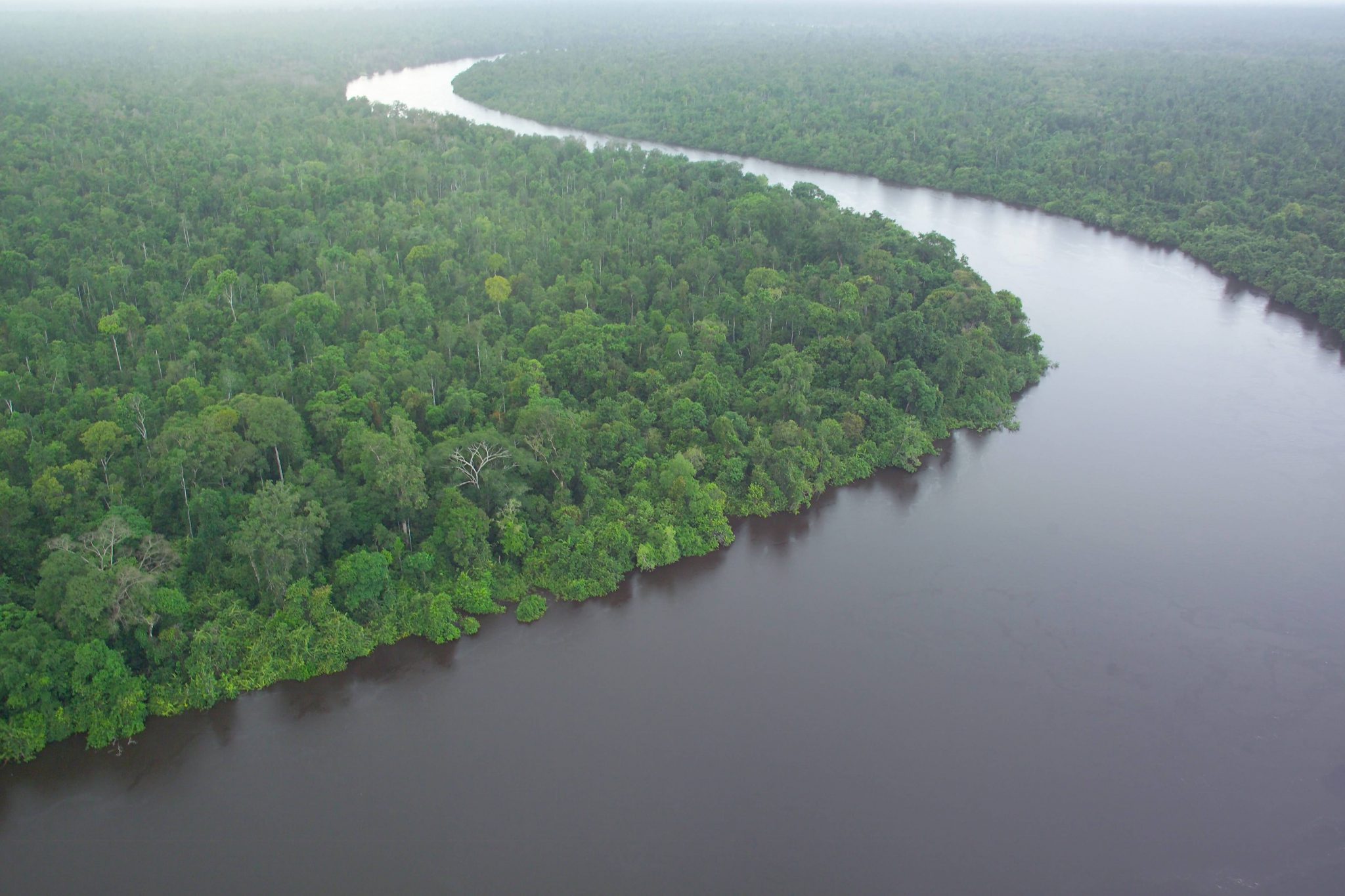 BOH plants 600 trees in peat swamp forest to preserve biodiversi-tea