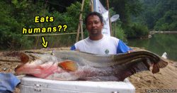 Malaysian rivers have a fish that preys on… people?? Meet the Ikan Tapah