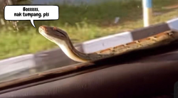 Lazy Snake in Malaysia gets a lift