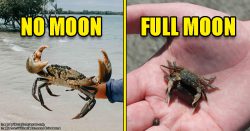Are crabs actually fatter during full moon?