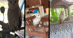 This owl in Malaysia finds a safe place in this man’s shed