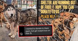 We checked whether this shelter with 2,000 dogs is a photoshopped scam.