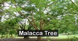 Malacca was named after a tree, this is how it looks like
