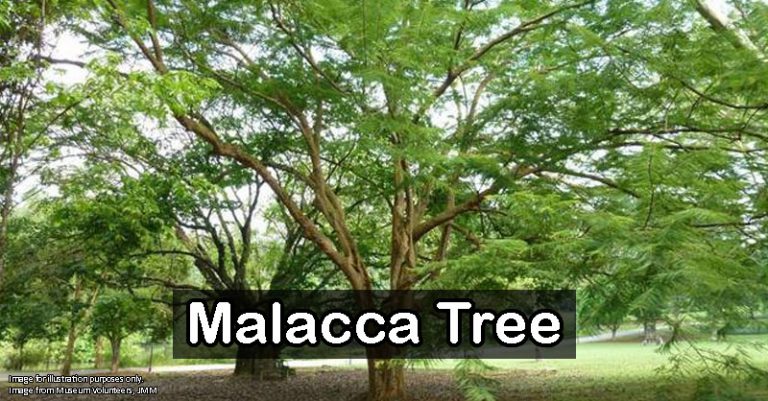 Malacca was named after a tree, this is how it looks like