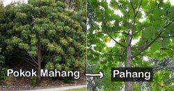 Pahang could have been named after this dangerous tree