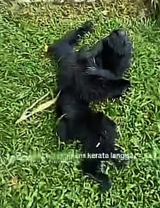 Siamang Gibbon in Genting Highlands