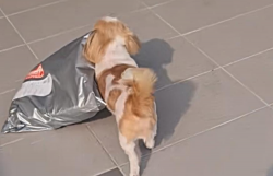 Cute Shih-Tzu receives delivery parcel 2x its size