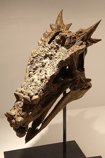 Photo of a dracorex skull