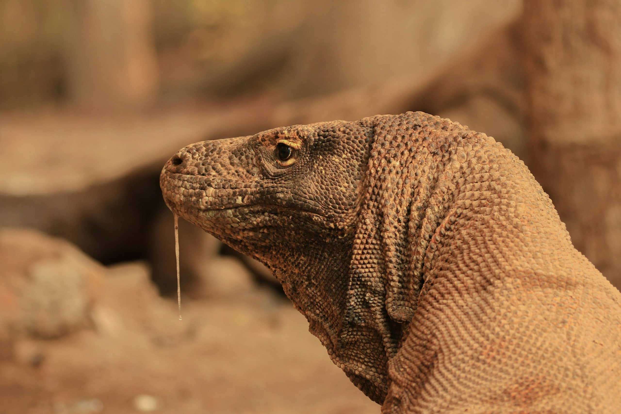 Photo of a Komodo dragon with spit
