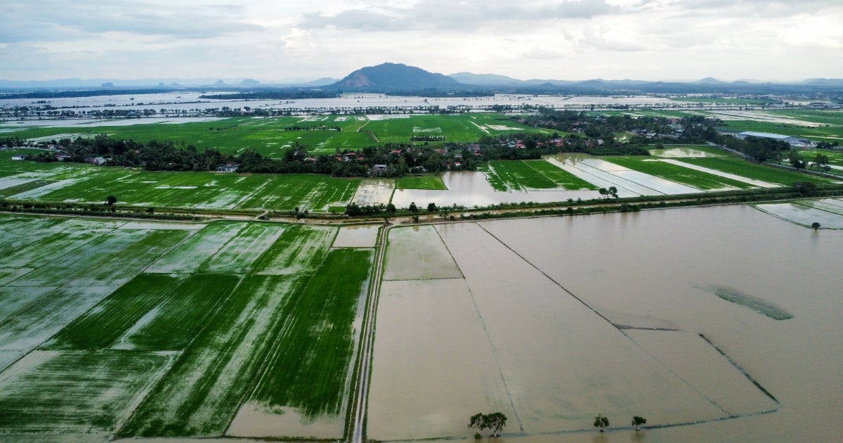 Flooded Malaysian rice field