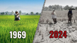 How Malaysia slowly killed its own rice industry