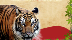 [INFOGRAPHIC] Predator or prey? The sad state of Malayan Tigers