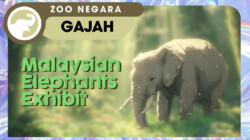 [INFOGRAPHIC] Gotta catch ’em all