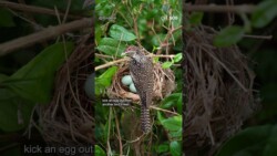 [S.O.S.] The Parasite Bird