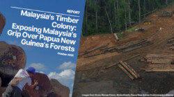 Here’s how Malaysian companies are destroying rainforests abroad
