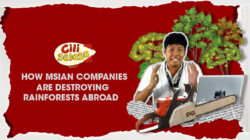 [CILISELASA] EP 4 | How Msian Companies Are Destroying Rainforests Abroad